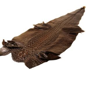 Alligator Hornback Or Tail Dark Brown